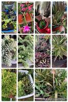 LOTS OF PLANTS